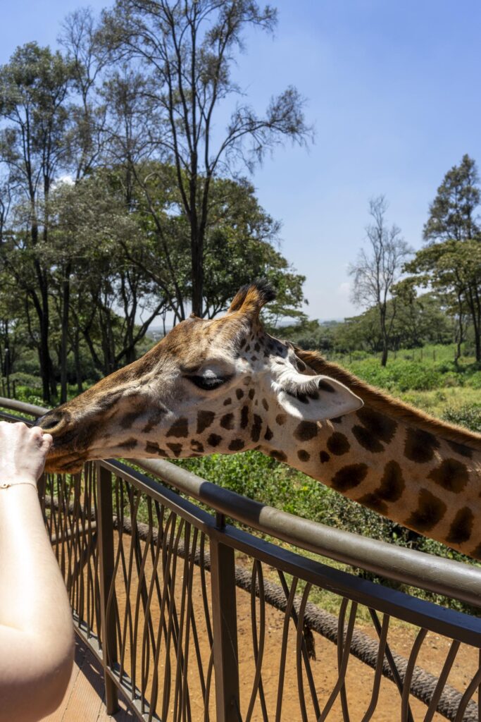 Best Places to Visit in Nairobi at Giraffe Center