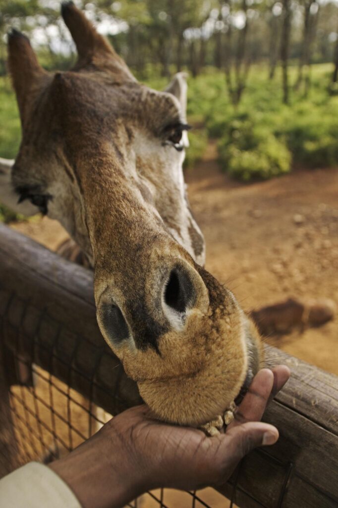 Best Places to Visit, Giraffe Center