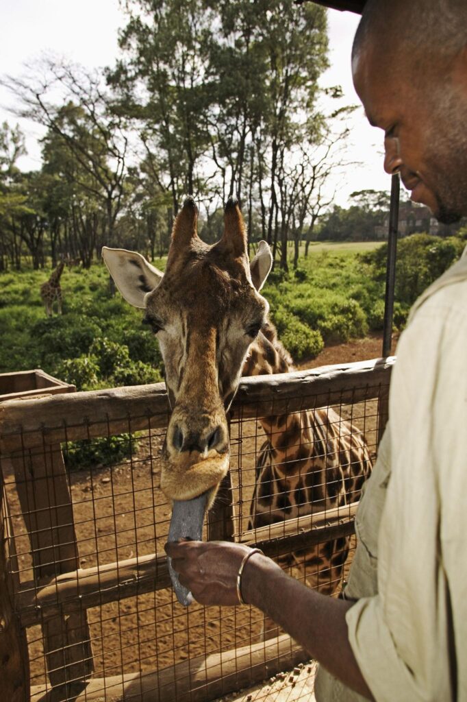 Best Places to Visit, Giraffe Center