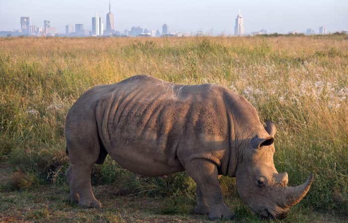 Rhino in Nairobi National Park, Kenya. rhinoceros walks along the road against the backdrop of the city of Nairobi early in the morning,.
